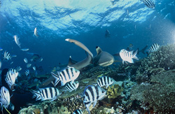 Explorez le monde des requins à pointes noires et de leurs élégants cousins à Fidji