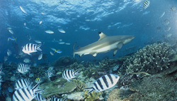 Plongez dans le monde du requin à pointes noires avec des sergents dans les eaux des Fidji