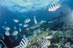Rencontre avec les requins pointe noire et pointe blanche dans le monde sous-marin fascinant