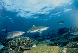 Schwarzspitzen-Riffhai und Weißspitzen-Riffhai: Majestätische Unterwasserbewohner von Beqa Lagoon, Fiji