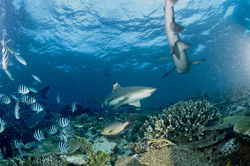 Faszinierender Schwarzspitzen-Riffhai in der Beqa Lagoon, Fiji