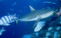 Majestic Gray Reef Shark Surrounded by Reef Fish