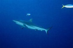 A Gray Reef Shark (Carcharhinus amblyrhynchos) in the Blue Waters of the South Pacific