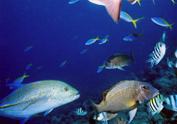 Bluefin Mackerel