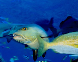 Fascinant vivaneau à double tache dans les eaux de la lagune de Beqa, Fidji