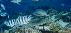 Doublespot Snapper