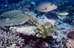 Fascinating Twinspot Snapper and Three Sixbar Wrasses Underwater