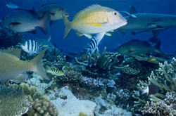 Dive into the World of the Twinspot Snapper and the Whitetip Reef Shark