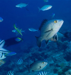 Fascinating Twinspot Snapper (Lutjanus bohar) in the waters of Fiji