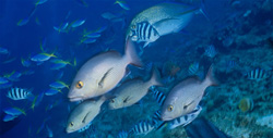Fascinating Underwater World with Twinspot Snapper, Yellowback fusiliers, Bluefin trevally and Sergeants