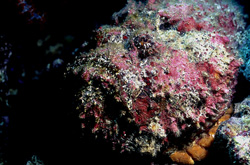 Impressive portrait of a Stonefish off the coast of Fiji in the Pacific Ocean