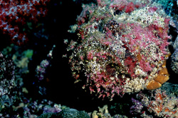 Fascinating Portrait of a Stonefish in the Ocean - Underwater Photography