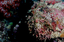 Fascinating stonefish portrait in Beqa Lagoon, Fiji - danger and beauty combined