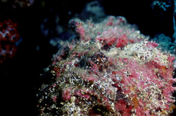 Stonefish
