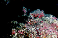 Poignant portrait of a dangerous stonefish in the depths of the ocean
