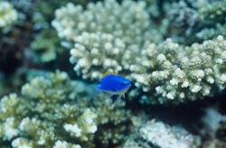 South Seas Damselfly