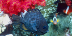 Three-Point Prussian Fish