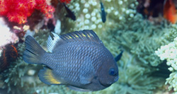 Fascinating Three-Spot Dascyllus in Beqa Lagoon, Vitu Levu, Fiji