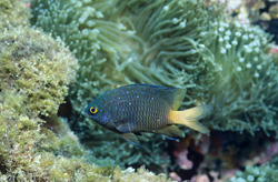 Jewel Reef Bass