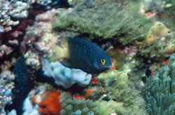 Fascinating Jewel Damselfish in Beqa Lagoon on Vitu Levu, Fiji