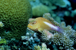Monocle Coral Guardian