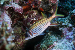 Faszinierender Blutfleck-Husarenfisch in den Gewässern von Beqa Lagoon, Fidschi