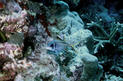 Bloodspot Harlequin Fish