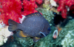 Fascinating Threespot Dascyllus in Beqa Lagoon, Fiji