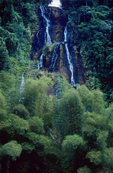 Majestic Waterfall in the Heart of the Fijian Rainforest
