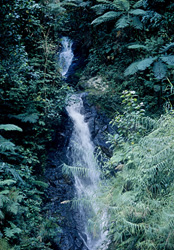 Experience the beauty of a majestic waterfall in the Fiji rainforest