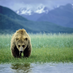 An imposing Brown Bear in the Shelikof Strait peacefully grazing