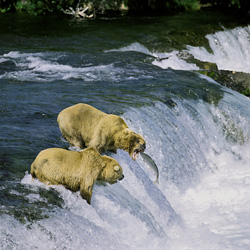Brown Bears