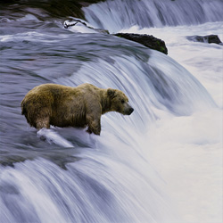 Learn more about the brown bear at Brooks River waterfall and its fascinating salmon-catching behavior