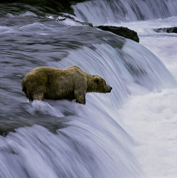 Majestic brown bear catches salmon at Brooks River waterfall