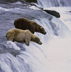 Two impressive brown bears observing the salmon at Brooks River Waterfall in Alaska