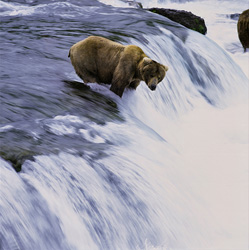 Brown bear at Brooks River Falls hunting for a salmon