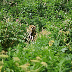 Kodiak Bears