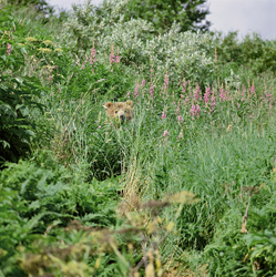 Spielerischer Kodiakbär inmitten von fireweed und hohem Gras in Alaska