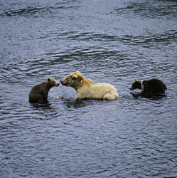 Kodiakbärin mit ihren Frühlingsjungen beim Lachsfischen in der wilden Natur Alaskas