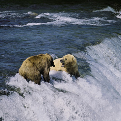 Epic battle of two brown bears at Brooks River Waterfall in Alaska