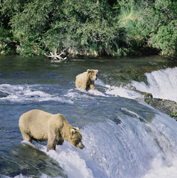 Fascinating shot of brown bears fishing for salmon in Alaska