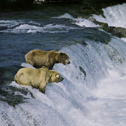 Brown bears fascinatedly watching a leaping salmon in the wild