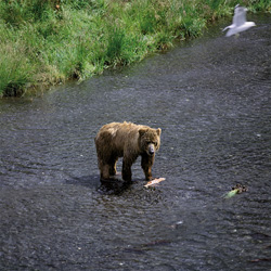 Kodiakbär beim erfolgreichen Lachsfang im O'Malley River in Alaska