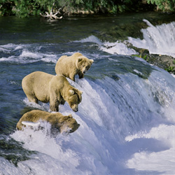 Captivating Encounter at Brooks River Falls with Brown Bears