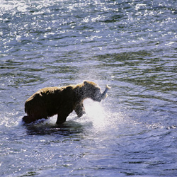 Kodiakbär fängt einen Lachs in einem Fluss in Alaska