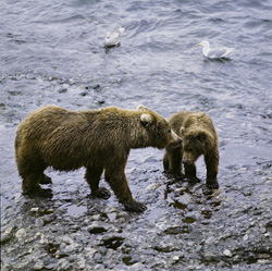 Beeindruckende Kodiakbärin mit Jungbär in der Wildnis Alaskas entlang des O’Malley Rivers
