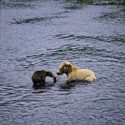 Kodiak sow with cub fishing for salmon in Alaska