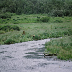 Kodiakbärin mit Bärenkinder am O’Malley River - Faszinierendes Naturfoto einer Braunbär-Familie