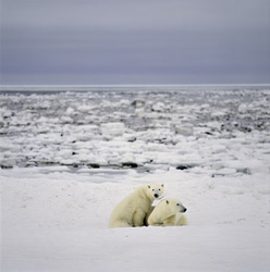 Young polar bear explores the icy coast of Hudson Bay in Canada with its mother, resting frequently