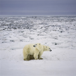 Experience Polar Bears up close on the Hudson Bay Coast